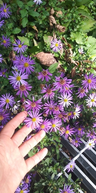 손,꽃,보라,과꽃,힐링