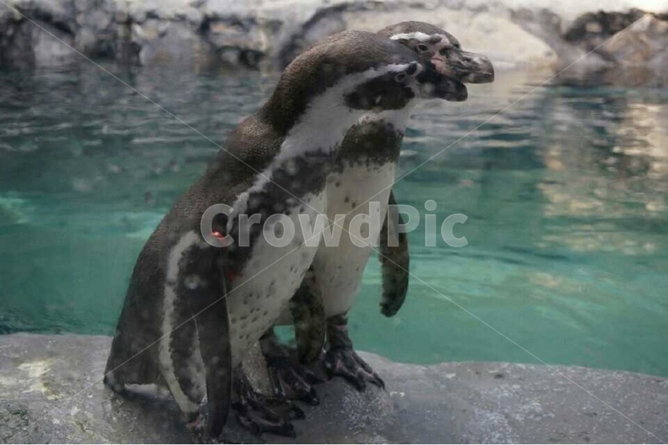 펭귄,penguin,남극,antarctic,야생동물,해양동물,아쿠아리움,해양생물,wildlife,aquarium,marine,sea,marinelife,sealife,blue,water,바위,동물,animal