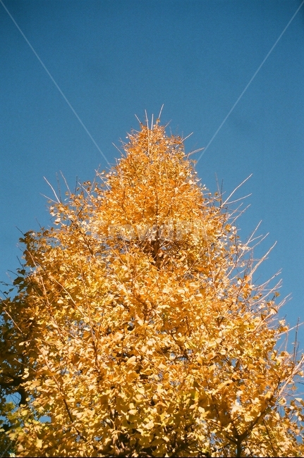 필름,나무,하늘,맑은날,은행나무,가을,계절,fall,autumn,season,식물,자연,plants,nature,나무,trees,wood,tree,plant,ornament,장식,christmas tree,크리스마스 트리