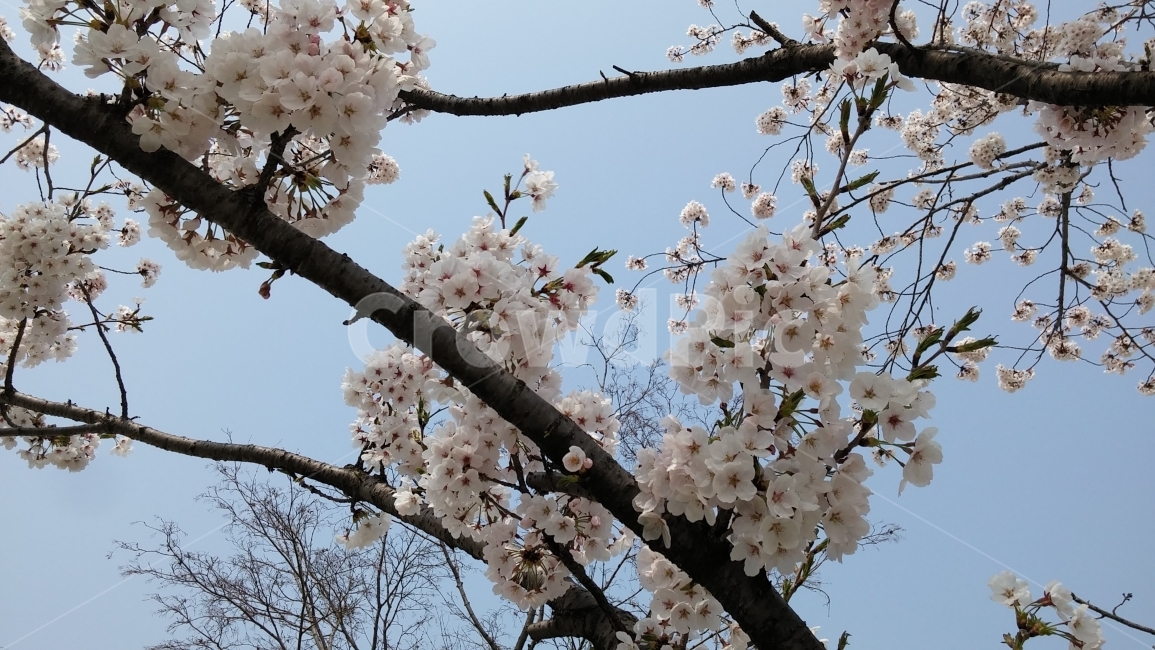 봄,벚꽃,하늘,만개,사쿠라,봄,계절,spring,season,식물,자연,plants,nature,꽃,flower,plant,blossom,cherry blossom