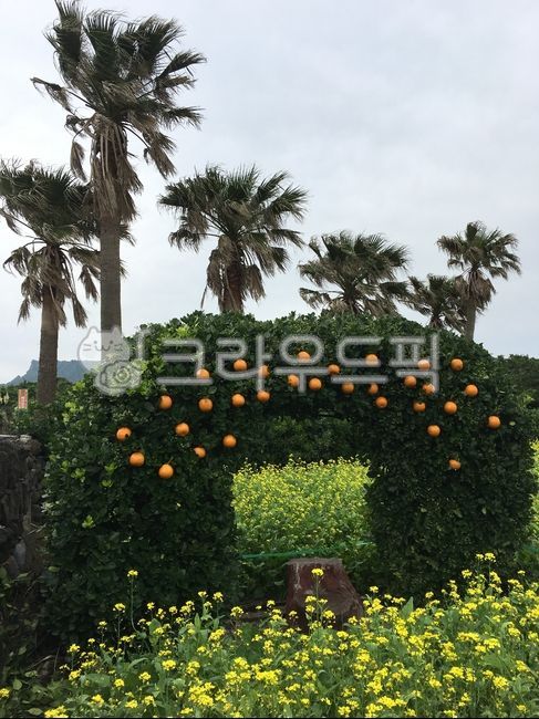 Rape farm,rapeseed,rape flower,rape field,tangerines