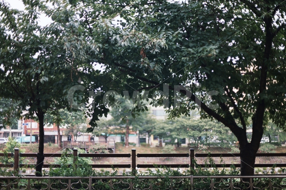 비,흐린날,나무,초록,나뭇잎,자연,풍경,휴식,힐링,nature,landscape,tree,green,rest,relaxation,healing,rain,cloudy,filmphotography,감성,식물,자연,plants,nature,나무,trees,wood,감성,sensible,feeling