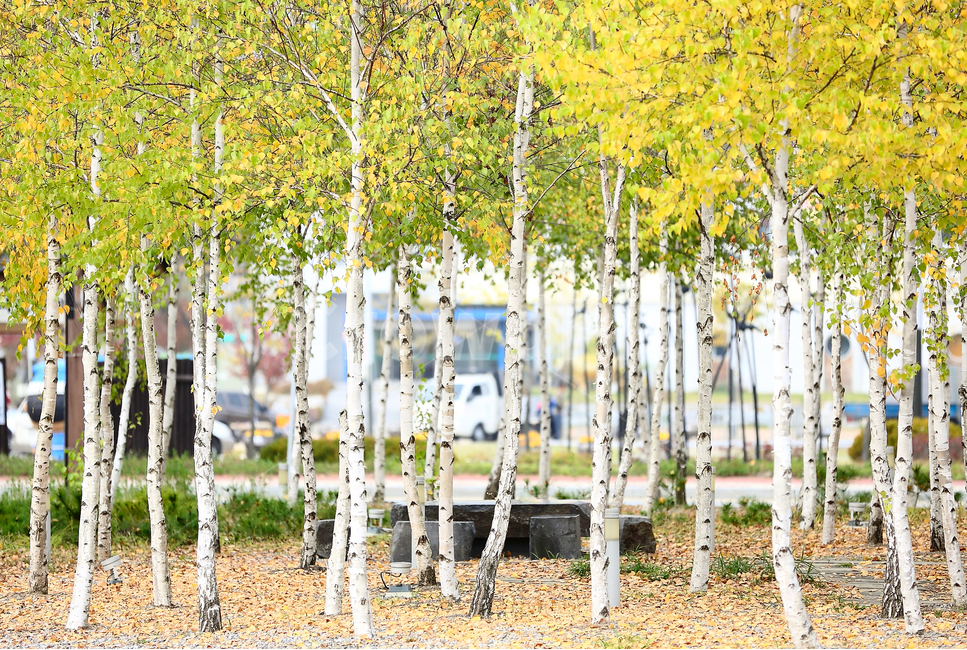 가을,가을소경,당풍,석류,자작나무,단풍,보라,ㅂ빨강,단풍나무,식물,자연,plants,nature,나무,trees,wood