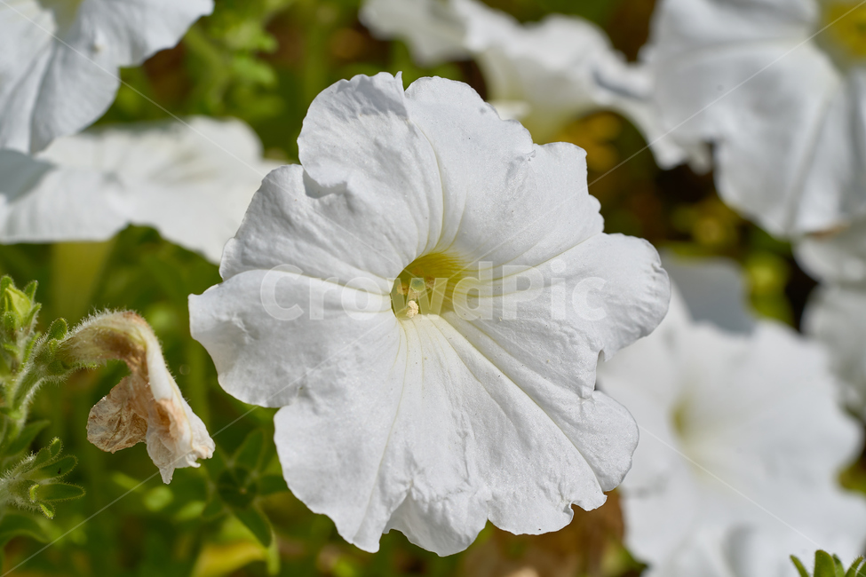식물,꽃,감성,봄,자연,사물,식물,자연,plants,nature,꽃,flower