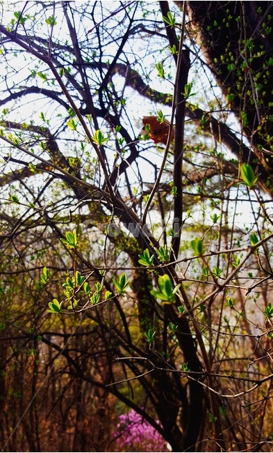 새싹,새싹근접,나무,나무가지,나뭇잎,sprout,식물,자연,plants,nature