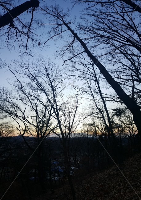 일출,해돋이,산,나무,새벽,역광