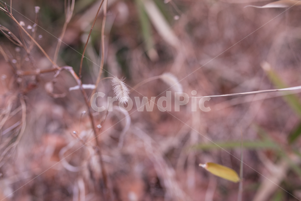 foxtail,강아지풀,식물,botanical,자연,식물,자연,plants,nature