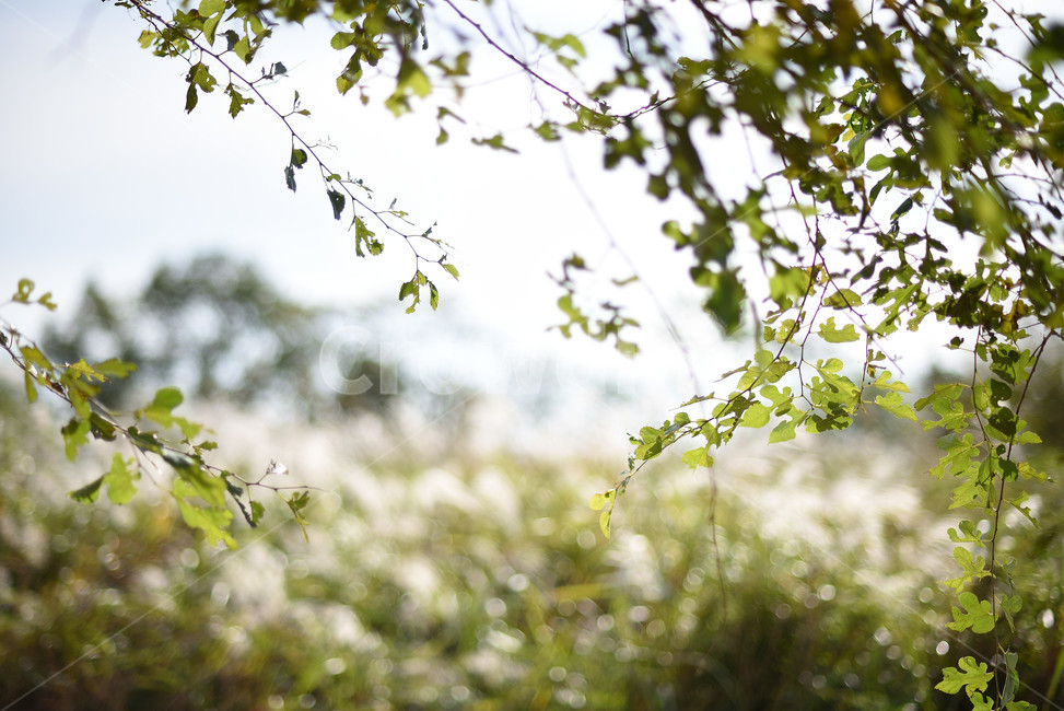 식물,풍경,나무,자연,풀,가을,계절,fall,autumn,season,식물,자연,plants,nature