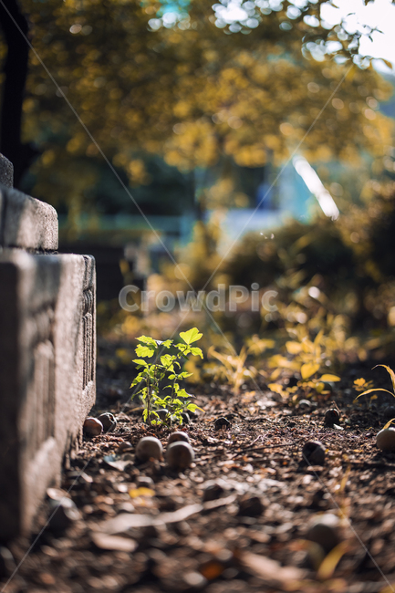 풀잎,풍경,나무,가을,돌,식물,자연,plants,nature