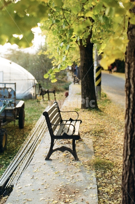 은행나무길,벤치,휴식,쉼,감성,bench,가을,계절,fall,autumn,season