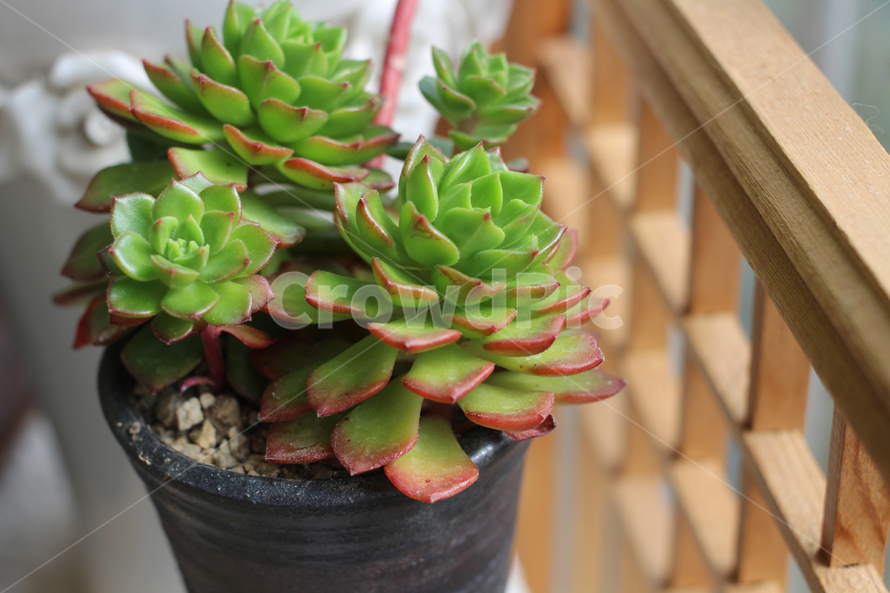다육이,다육식물,문지방,다육꽃,fleshyplant,실내용화초,화분,화초,house plant