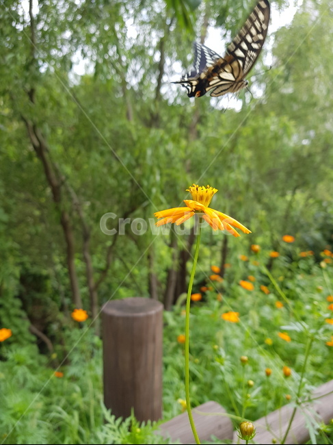 호랑나비,나비,swallowtailbutterfly,butterfly,꽃