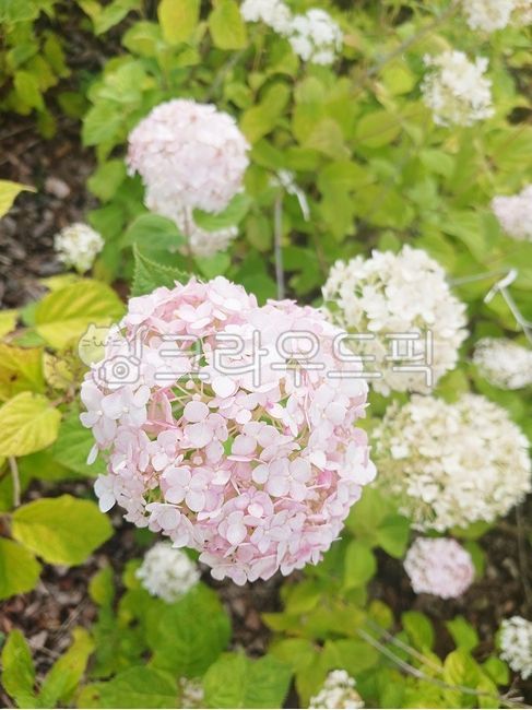 Hydrangea,light pink hydrangea,flower,spring flower,summer flower,pretty,in full bloom,beautiful,plant,vegetation,flower,plant,vegetation
