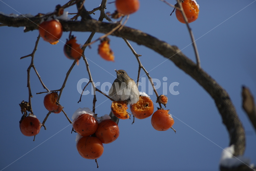 흰배지빠귀,감,홍시,조류,겨울,식물,자연,plants,nature,동물,animal,조류,새,birds,과일,열매,fruit