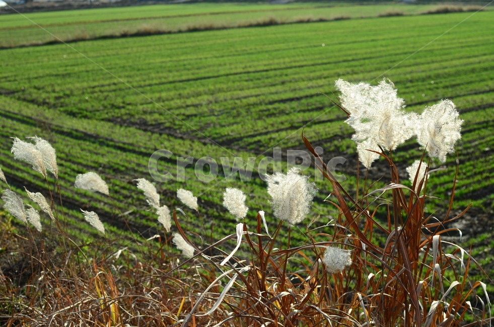 억새,억새꽃,벼과,가을,한국풍경,자연,식물,가을,계절,fall,autumn,season,식물,자연,plants,nature,vegetation,초목,plant,outdoors,옥외,grassland,목초지,field,들