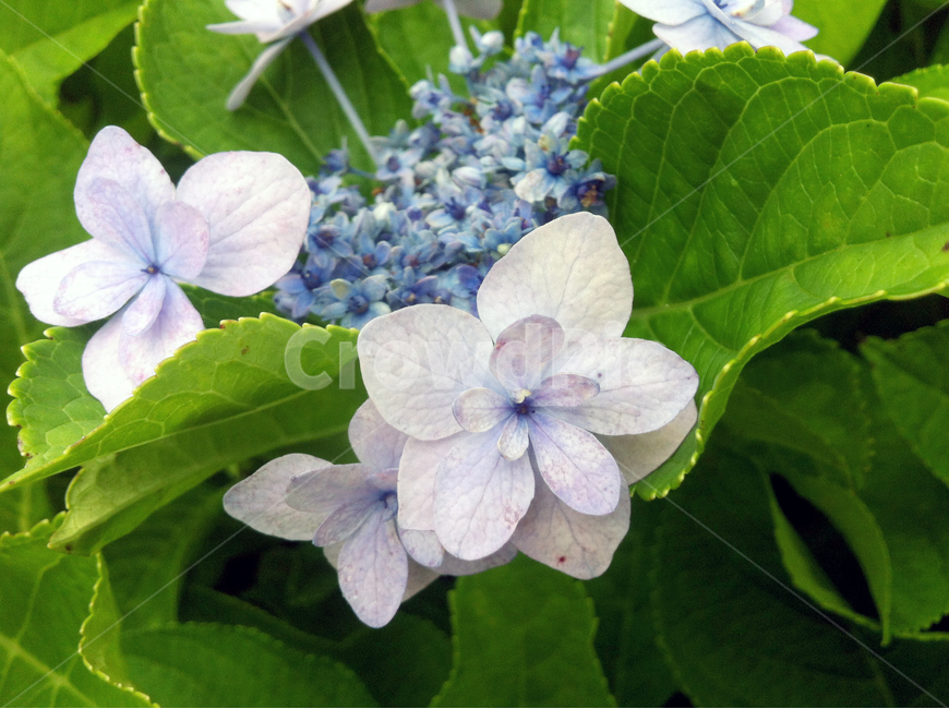 꽃,잎사귀,나무,꽃나무,leaf,flower,정원,garden,white,식물,자연,plants,nature,꽃,flower