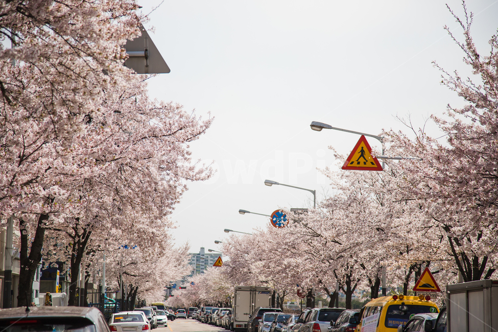 벚꽃,벚꽃길,길,꽃비,봄,봄꽃,나들이,벚꽃축제,벚나무,하얀길,따스함,벚꽃꽃말,벚꽃명소,벚꽃개화시기,순결,도심의봄,봄,계절,spring,season,plant,식물,flower,꽃,blossom