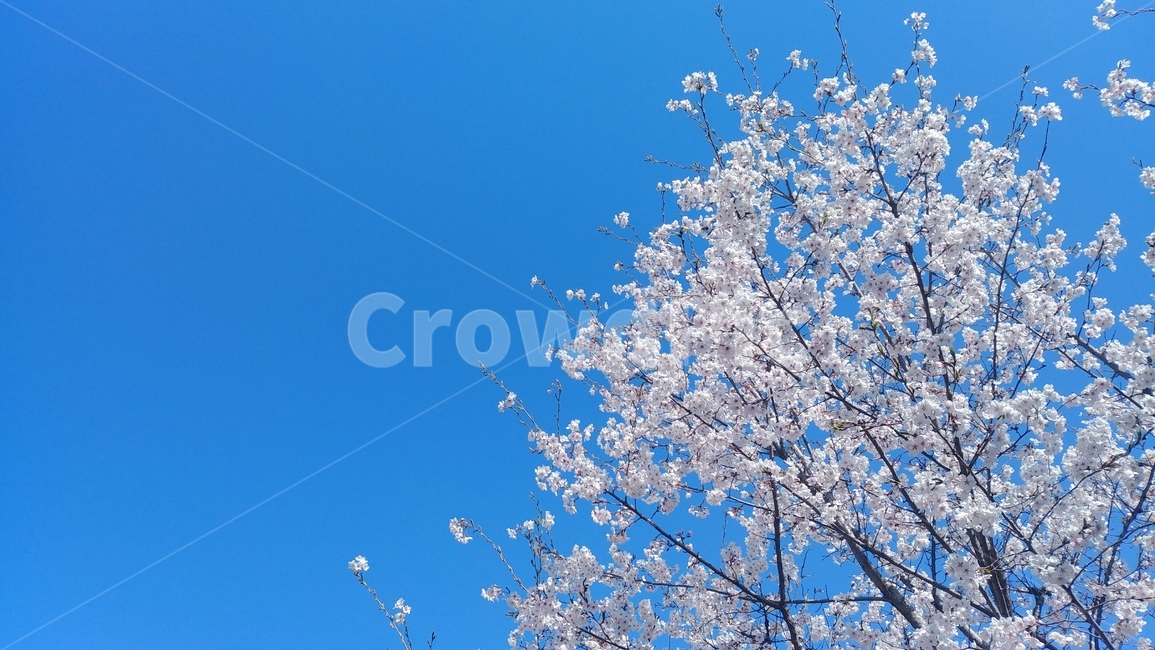 풍경,하늘,꽃,벚꽃,나무,tree,flower,sky,background,봄,맑은하늘,spring,aclearday