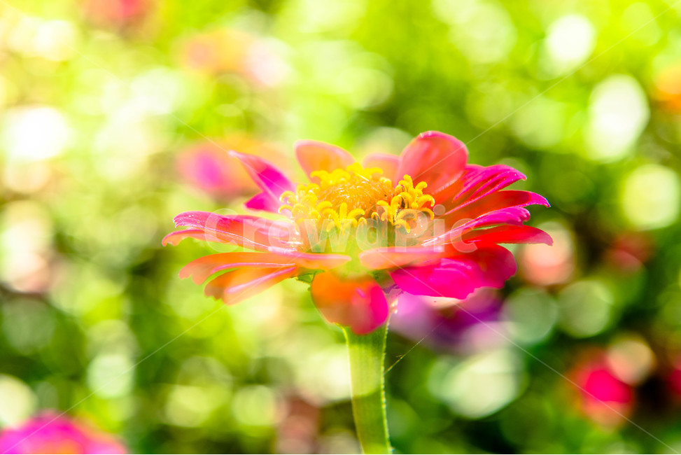가을,백일홍,산책,감성,힐링,식물,자연,plants,nature,꽃,flower