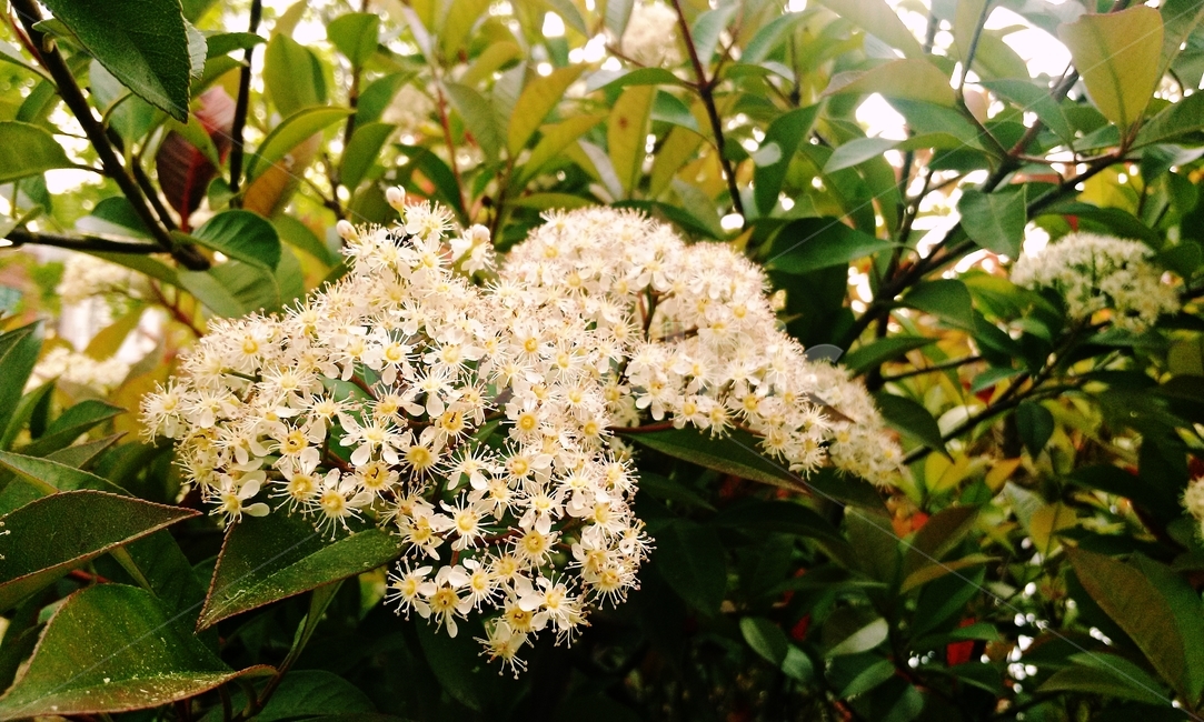 꽃,들꽃,flower,wildflower,봄,하얀꽃,작은꽃,꽃송이,정원,식물,화초,꽃잎,향기,녹색잎,자연,꽃나무,화사함,생기,여름,개화,꽃봉오리,꽃피는나무,나들이,힐링,감성,인테리어소품,배경,배경이미지,풍경사진,싱그러움,야외,자연광,휴식,테라피,사랑스러움,생동감,수목,생태,식물원,꽃구경