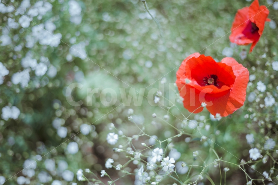 양귀비,안개꽃,꽃,flower,red,식물,자연,plants,nature,꽃,flower,감성,sensible,feeling