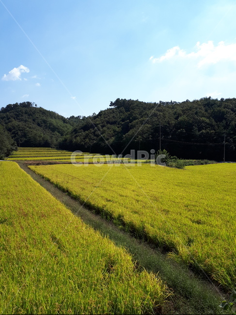가을,벼,논,추수,비옥한,자연,풍경,nature,landscape,grassland,목초지,outdoors,옥외,field,들,farm,농장,rural,농촌