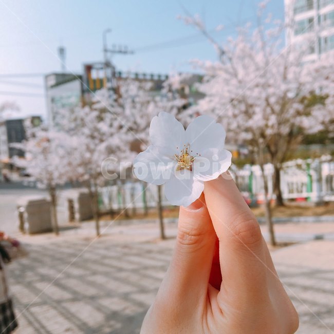 벚꽃,꽃잎,봄,학교,교문,벚꽃나무,4월