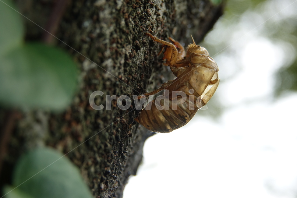 그늘,매미,숲,번데기,여름,탈피,동물,animal,곤충,벌레,insect,bug