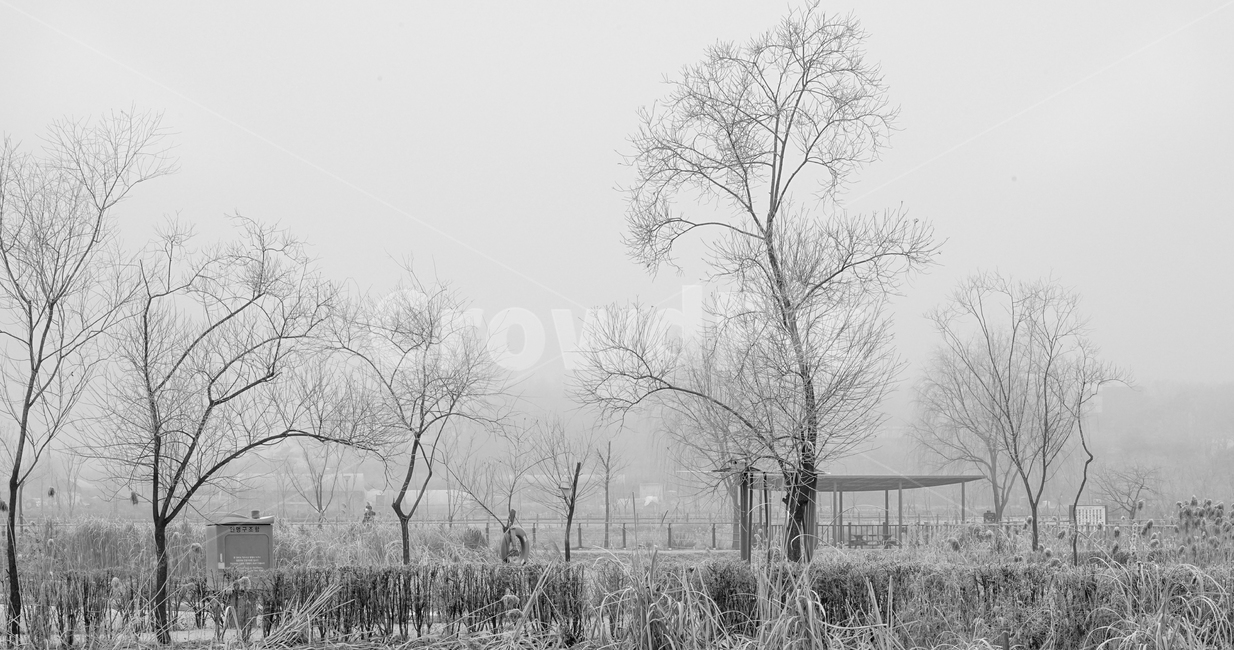 겨울,나무,감성,계절,공원,식물,겨울,계절,winter,season,식물,자연,plants,nature,나무,trees,wood,흑백,모노톤,monochrome,black and white