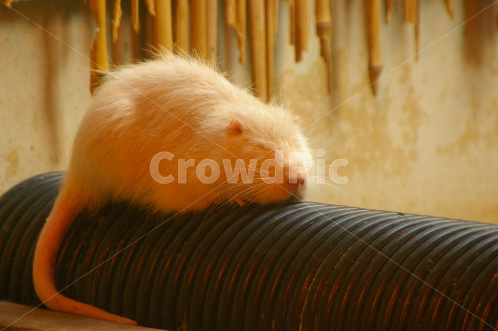 동물,animal,설치류,rodent,기니피그,동물,animal,포유류,mammal