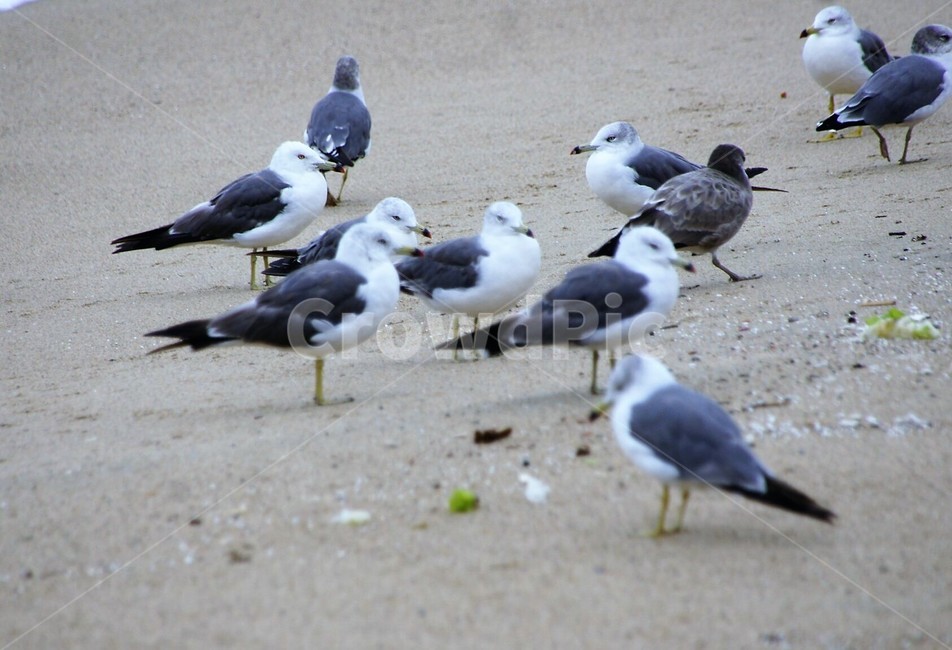 새,갈매기,바다,모래사장,자연,nature,animal,강원도,해변,바다,beach,sea,동물,animal,조류,새,birds