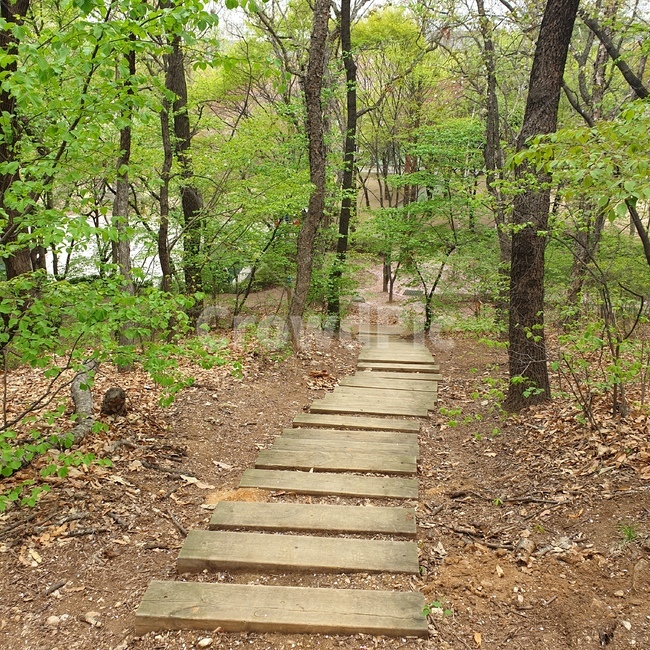 산,길,나무,숲속,자연,계단