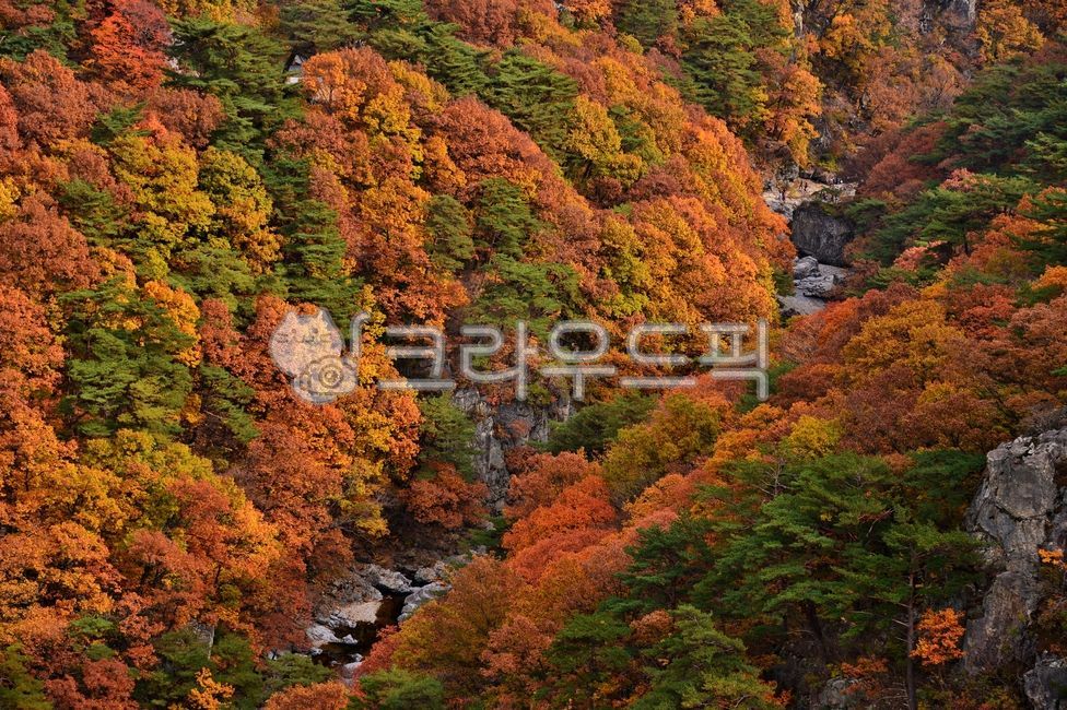 가을, 단풍, 산, 자연, 나무, 사진,이미지,일러스트,캘리그라피 - 깨비선생작가
