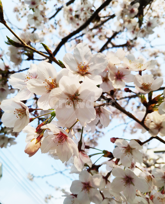 벚꽃,cherryblossom,꽃,봄,spring,식물,plant
