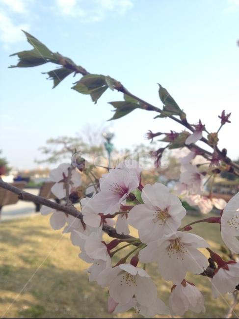 식물,plant,꽃,flower,blossom,cherryblossom,벚꽃