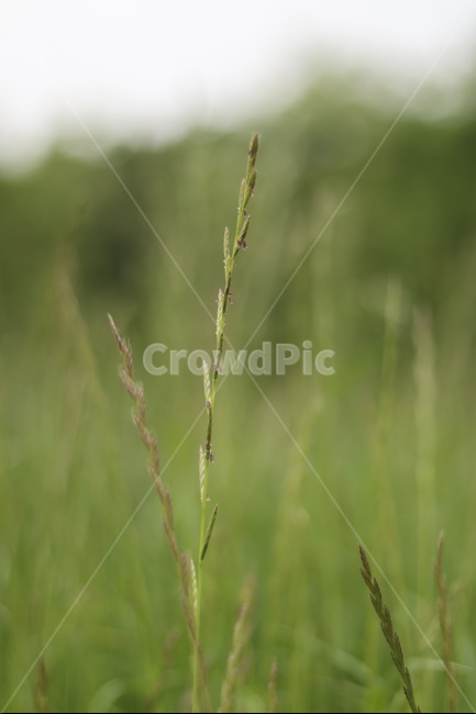 풀,잡초,초록,봄,흐림,식물,자연,plants,nature