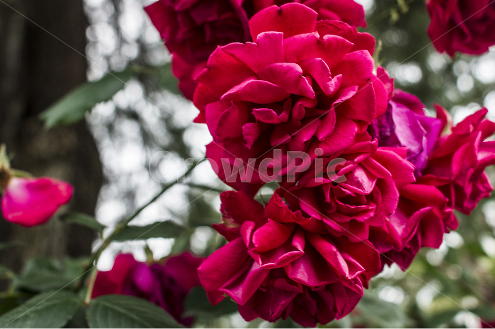 식물,풍경,감성,장미,접사,꽃,식물,자연,plants,nature,꽃,flower
