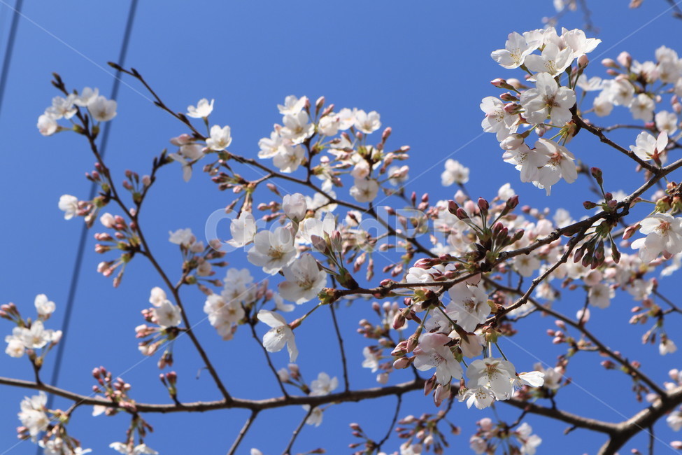 봄,벚꽃,꽃,spring,계절,시즌,season,꽃봉우리,하늘