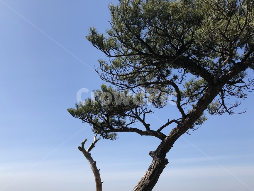 소나무,평화로운,경치,봄,배경이미지,pinetree,background,peaceful,scenery,spring,pure,tree,옥외,outdoors,자연,nature,나무,나무줄기,treetrunk,pine