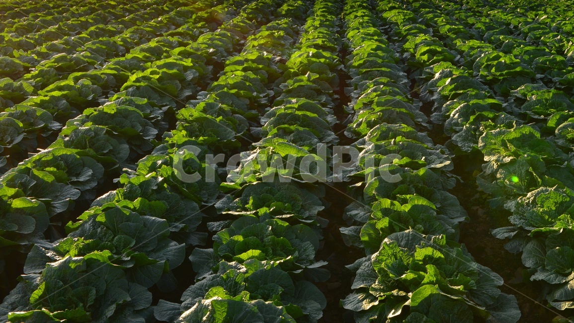 plant,식물,leaf,잎,배추,배추밭,김장김치,고랭지배추밭,농업,농사,경작,영농,고랭지배추,농업,농사,agriculture,farming,farming industry