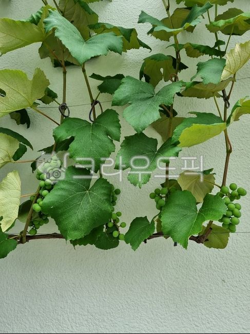 식물,포도,덩굴,잎,plant