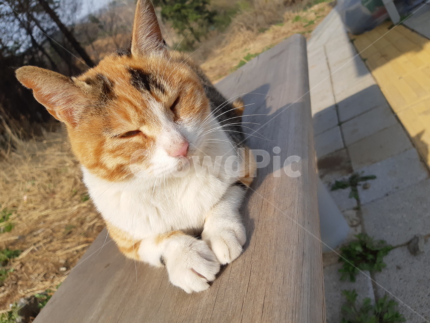 고양이,냥이,햇빛,따스함,봄,햇살,귀여움,졸림,cat,cute,의자,졸,버스정류장,노란고양이,길고양이,가을,동물,animal,kitten,kitty