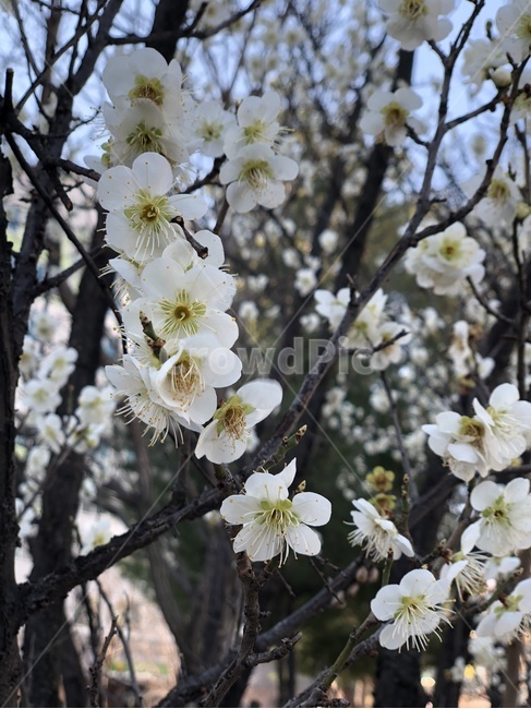 꽃,매화,식물,봄,flower