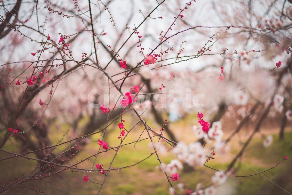 꽃,매화,매화꽃,매화나무,식물,봄,계절,spring,season,식물,자연,plants,nature,꽃,flower,plant,blossom
