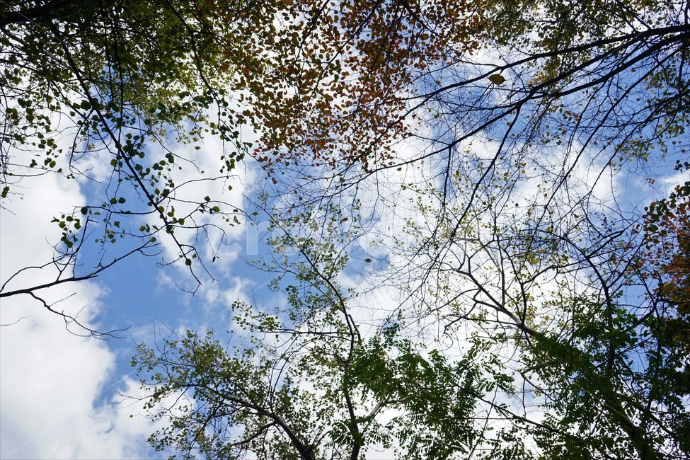 나무,녹색,숲,초가을,자연,nature,trees,green,woods,fall,autumn,sky,blue,자연,풍경,nature,landscape,tree,plant,식물,tree trunk,나무 줄기