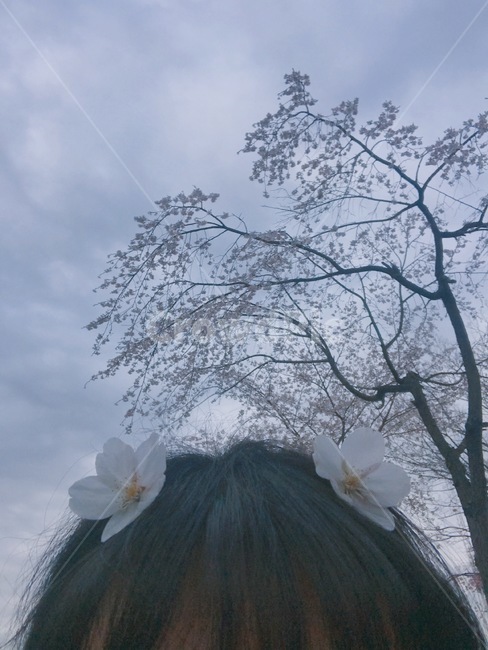 nature,자연,벚꽃,꽃꽂이,머리에꽃