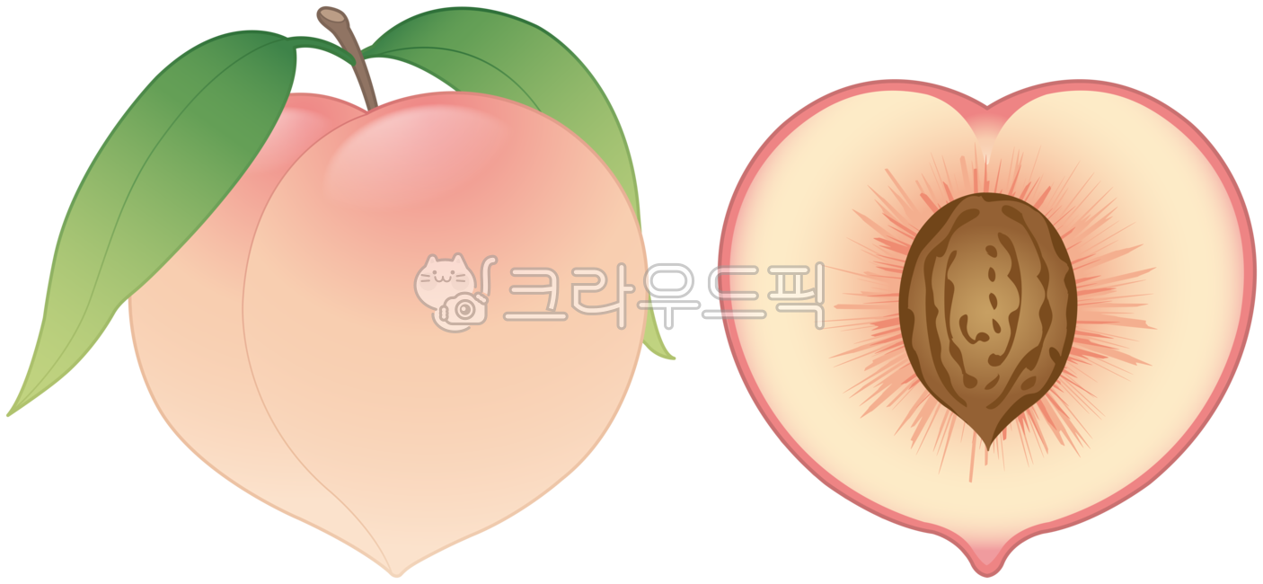 복숭아,복숭아일러스트,복숭아단면,과일,과일일러스트,복숭아반쪽,복숭아속,과일단면,반쪽과일,과일속,과일속일러스트,과일그림,과일놀이,음식,식재료,요리재료