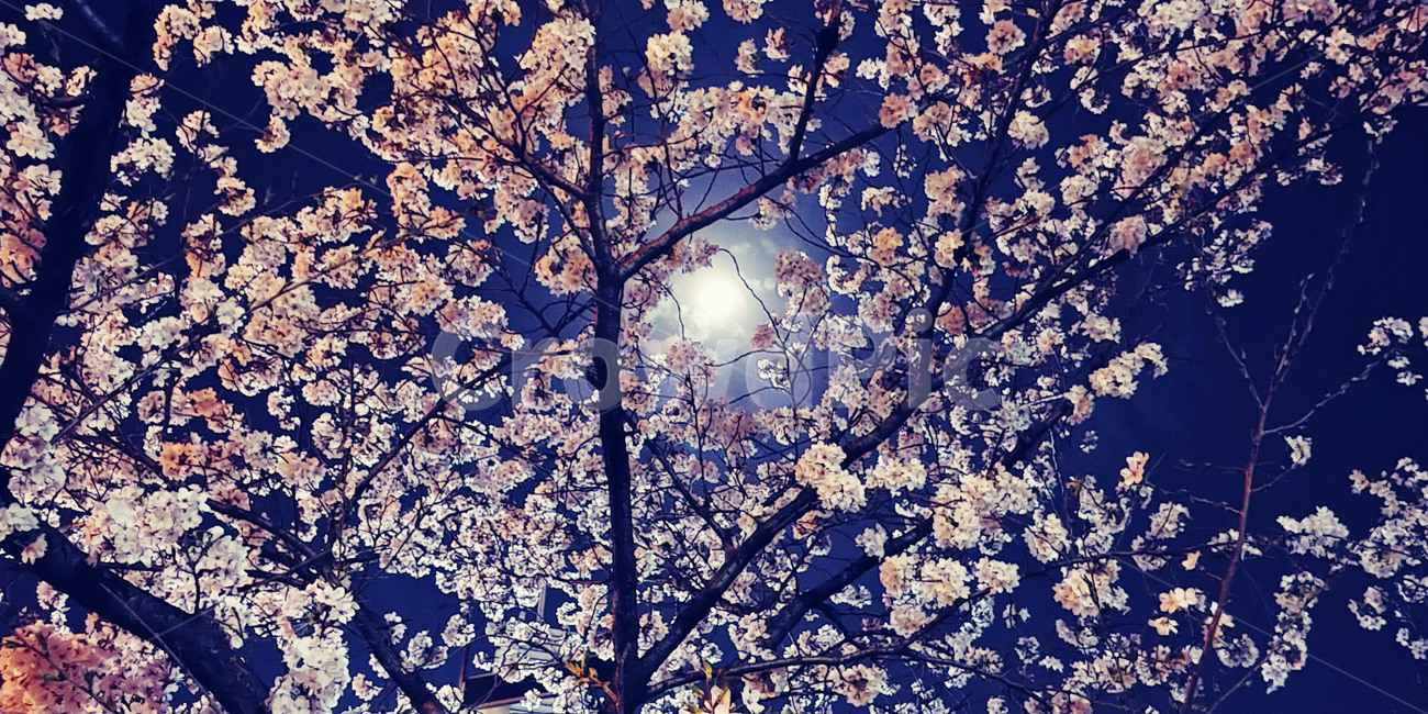 벚꽃,나무,달,밤,봄,꽃,보름달,풀문,하늘,봄,계절,spring,season,야경,밤,풍경,nightscape,night,landscape,식물,자연,plants,nature,꽃,flower,나무,trees,wood,plant,blossom,cherry blossom