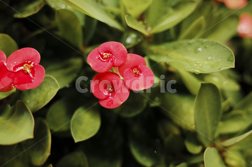 blossom,꽃,flower,식물,plant,red,빨간꽃,빨간,붉은,붉은꽃,들꽃,식물,자연,plants,nature,꽃,flower