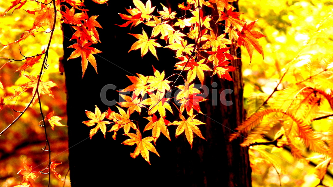자연,가을,단풍,풍경,계절,가을,계절,fall,autumn,season,식물,자연,plants,nature,나무,trees,wood,plant,leaf,잎,tree